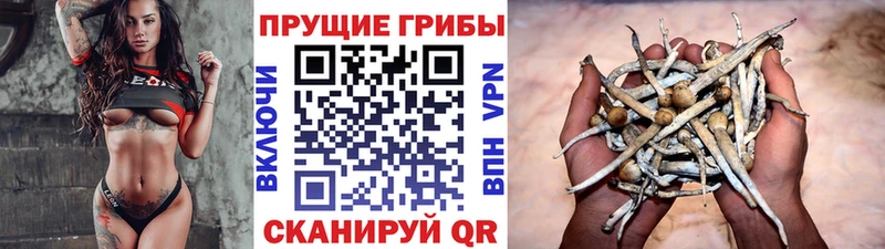 Псилоцибиновые грибы Cubensis  MEGA как войти  Холмск 